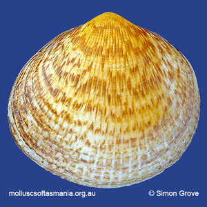 Glycymeris striatularis