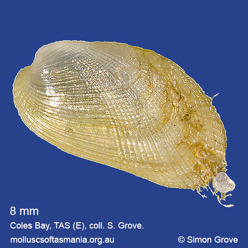 species image