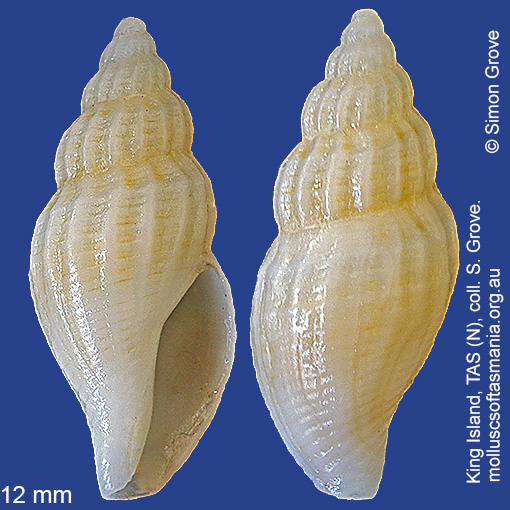 species image