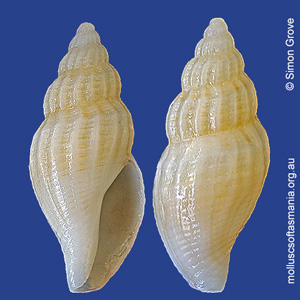 Guraleus australis