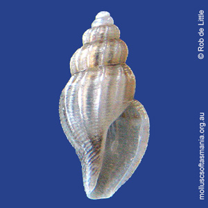 Guraleus cuspis