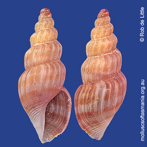 Guraleus fallaciosus