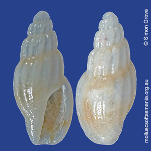 Guraleus flaccidus