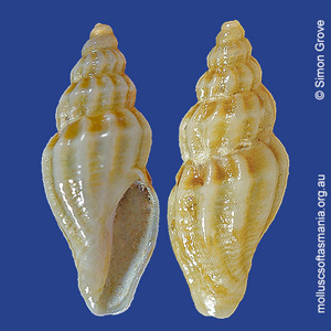 Guraleus incrustus