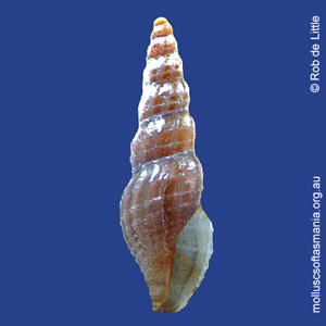 Guraleus lallemantianus