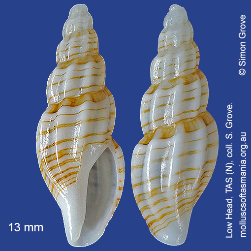 species image