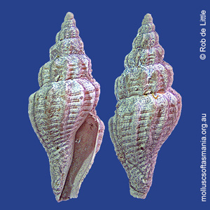 Guraleus tasmanicus