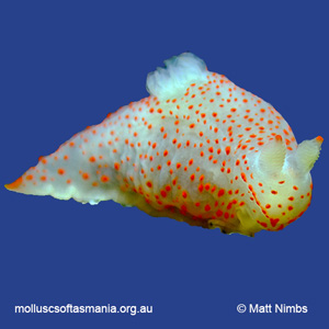 Gymnodoris alba