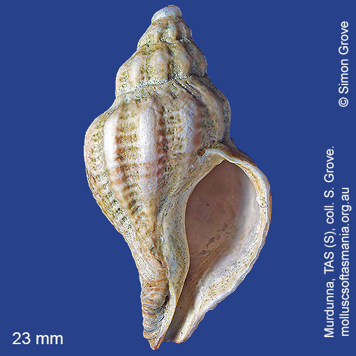 species image