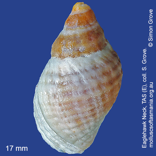 species image