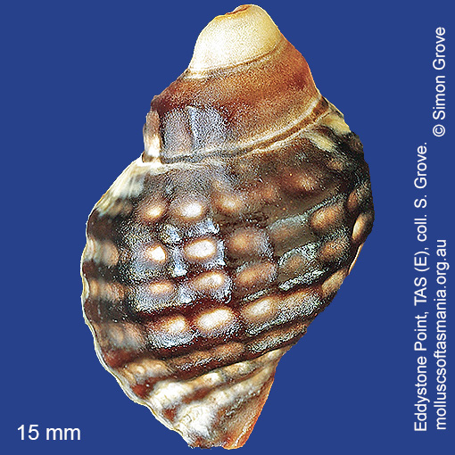 species image