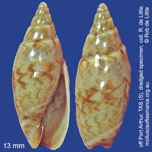 species image