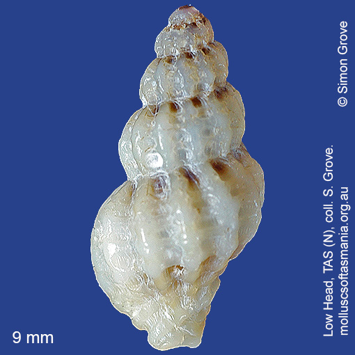 species image