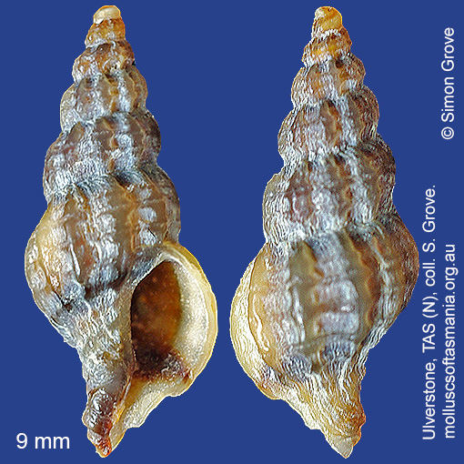 species image