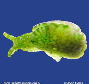 Berthelinia australis