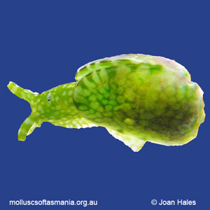 Berthelinia australis