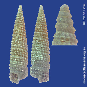 Bouchetriphora pallida