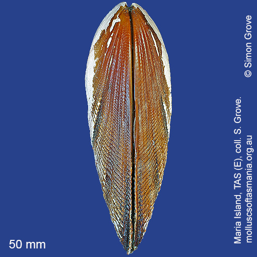 species image