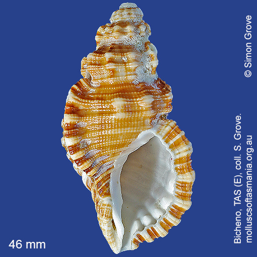 species image