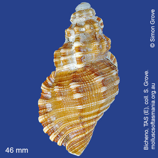 species image