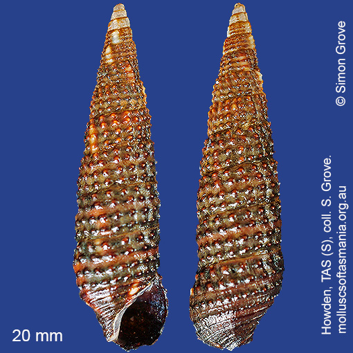 species image