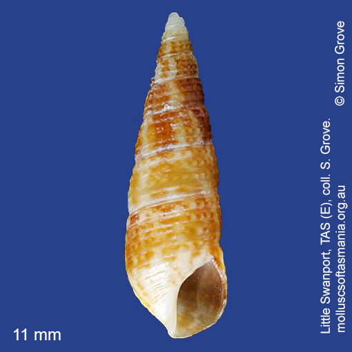 species image