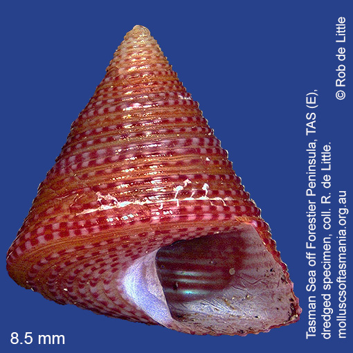 species image