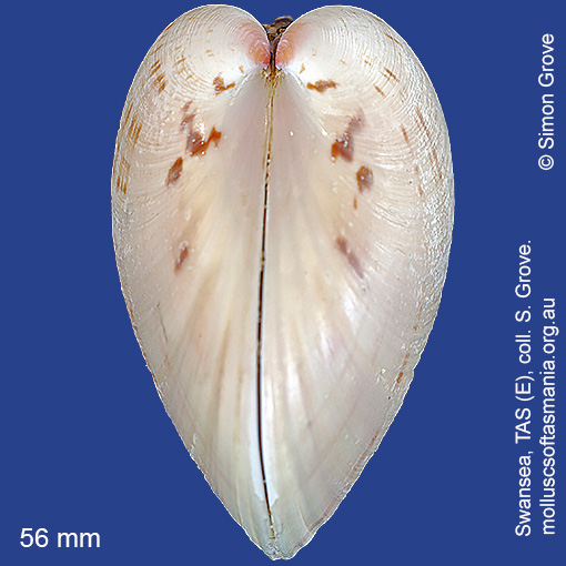 species image