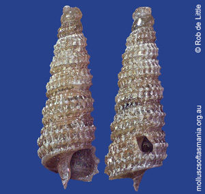 Cerithiopsidae unplaced STEPHENS sp G