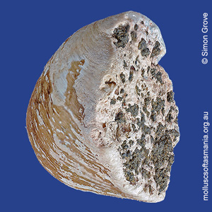 Cleidothaerus albidus