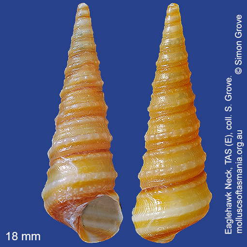 species image