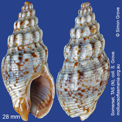 species image