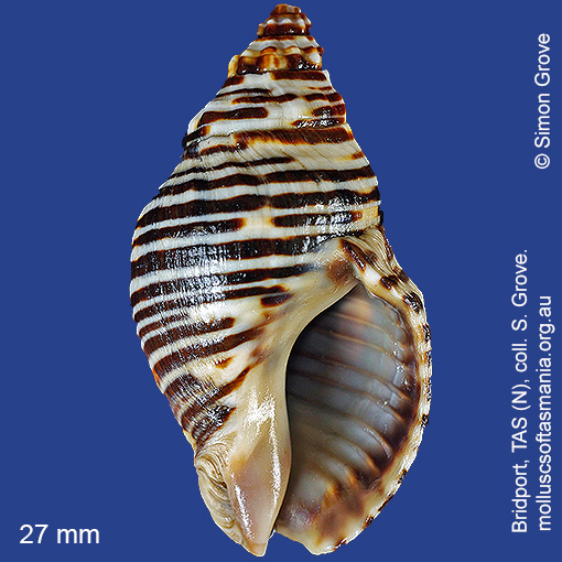 species image