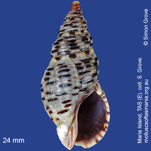 species image