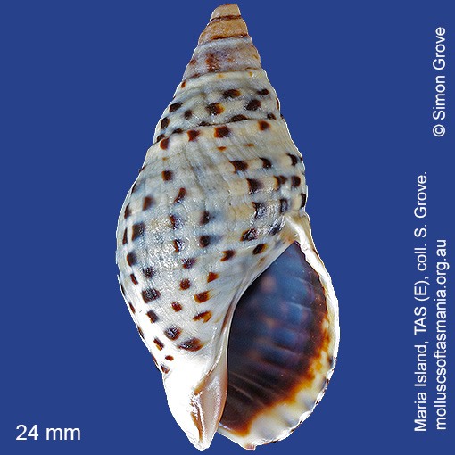 species image