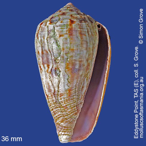 species image