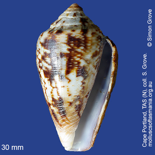 species image