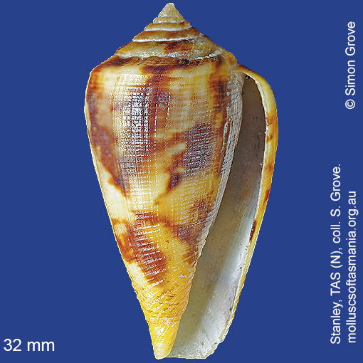 species image