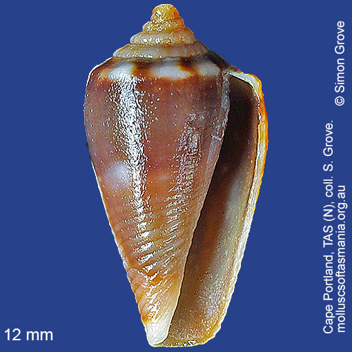 species image