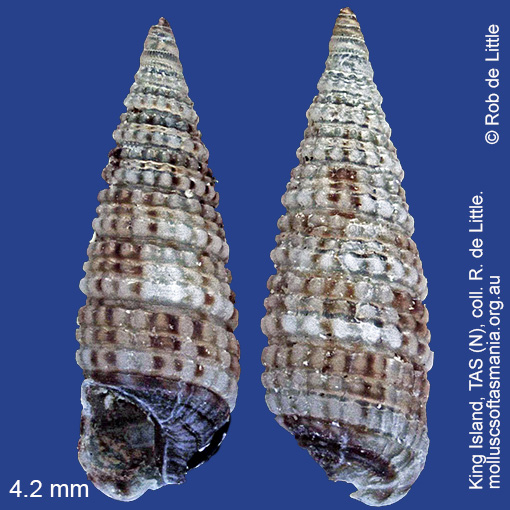 species image