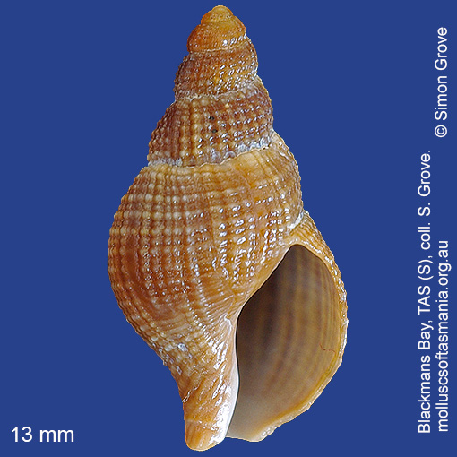 species image