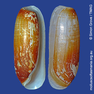 Cylichna thetidis