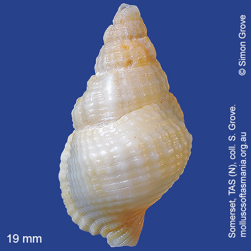 species image