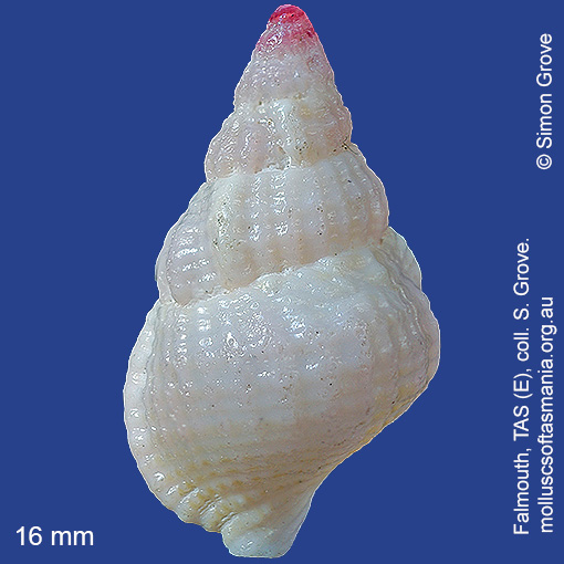 species image