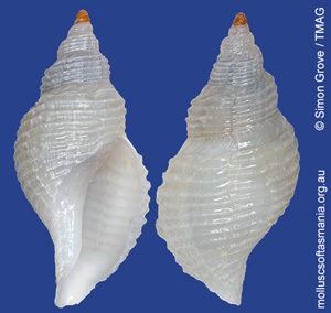 Phymorhynchus TAS sp 01