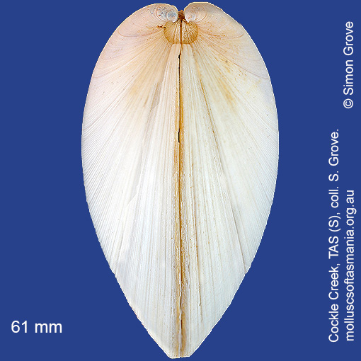 species image