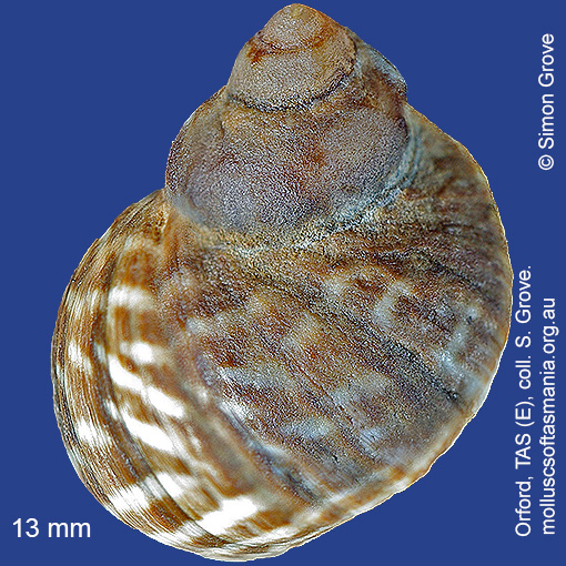 species image