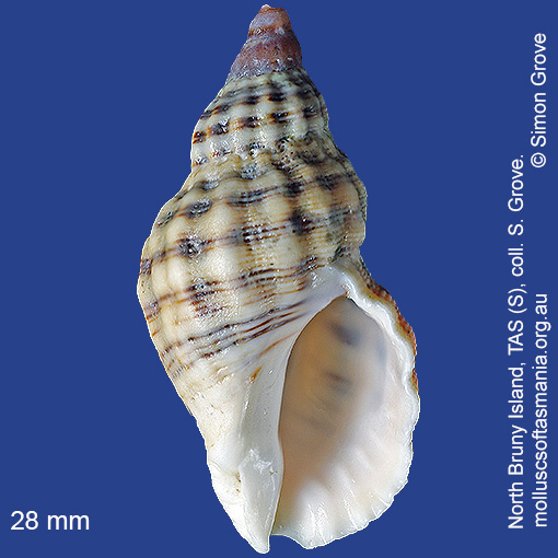 species image