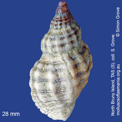 species image