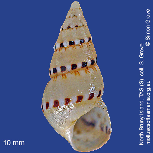 species image